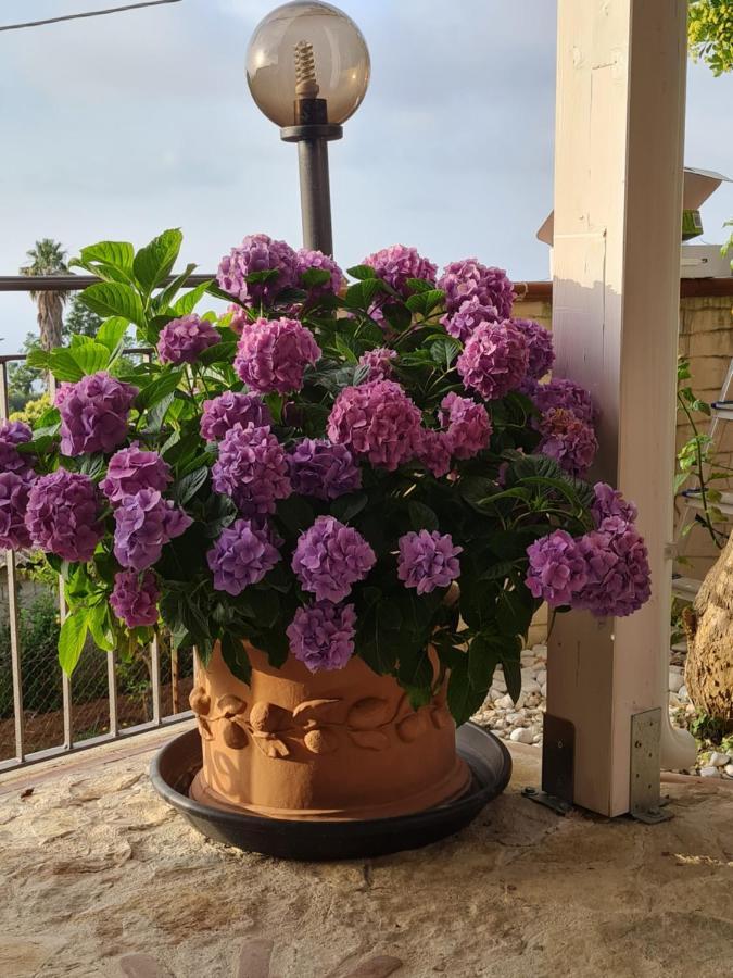 B&B La Casa Di Martina Цамброне Номер фото